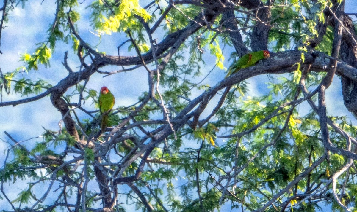Guayaquil Papağanı - ML612719484