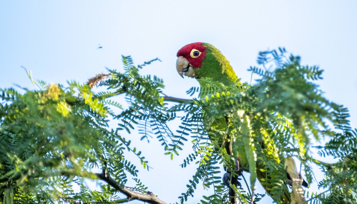 Guayaquil Papağanı - ML612719486