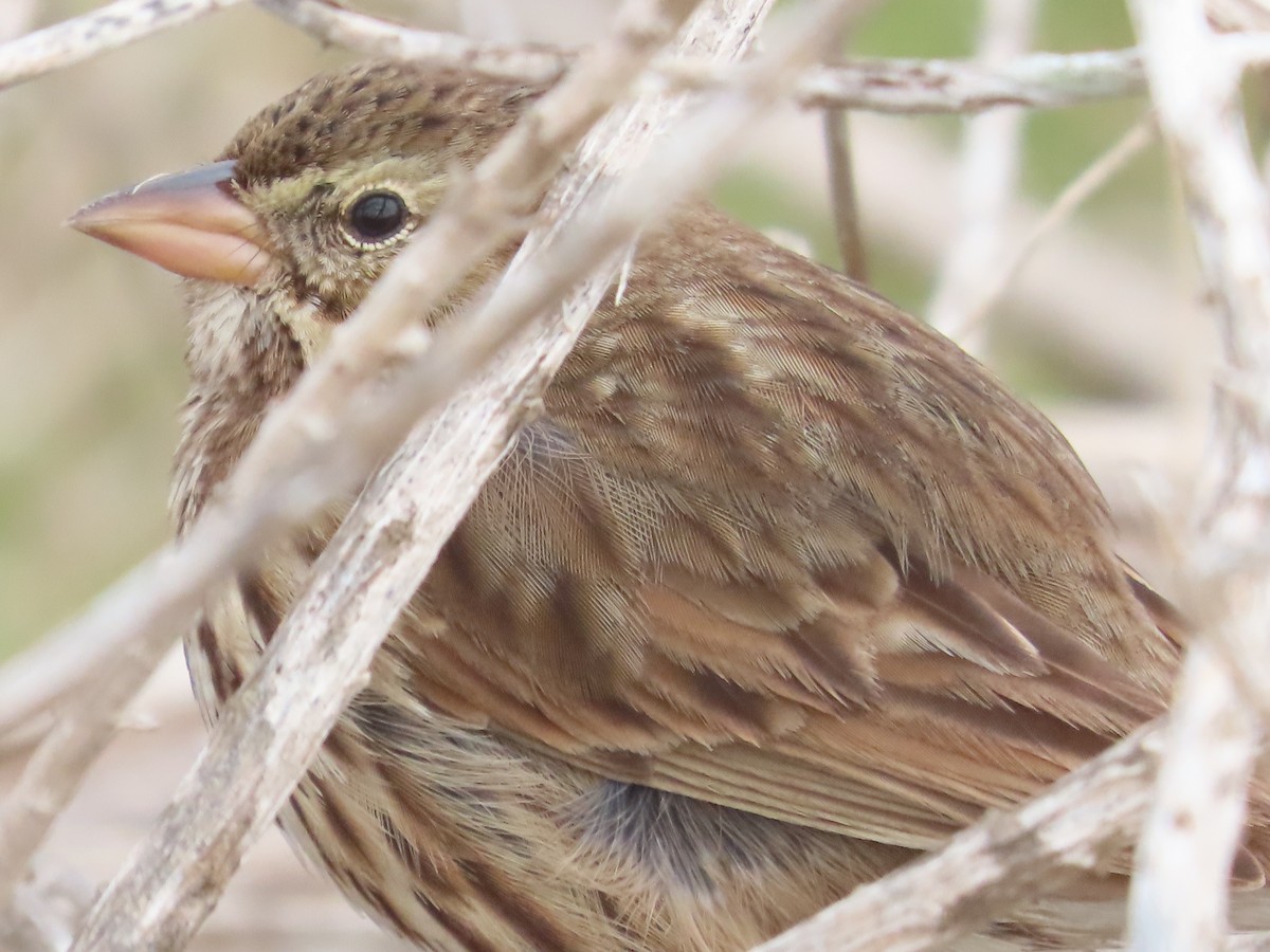 Savannah Sparrow (Large-billed) - ML612719728