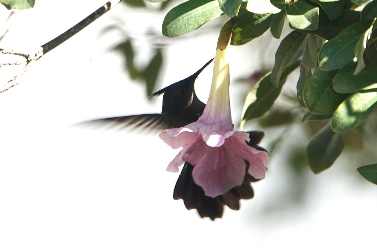 Antillean Crested Hummingbird - ML612719811