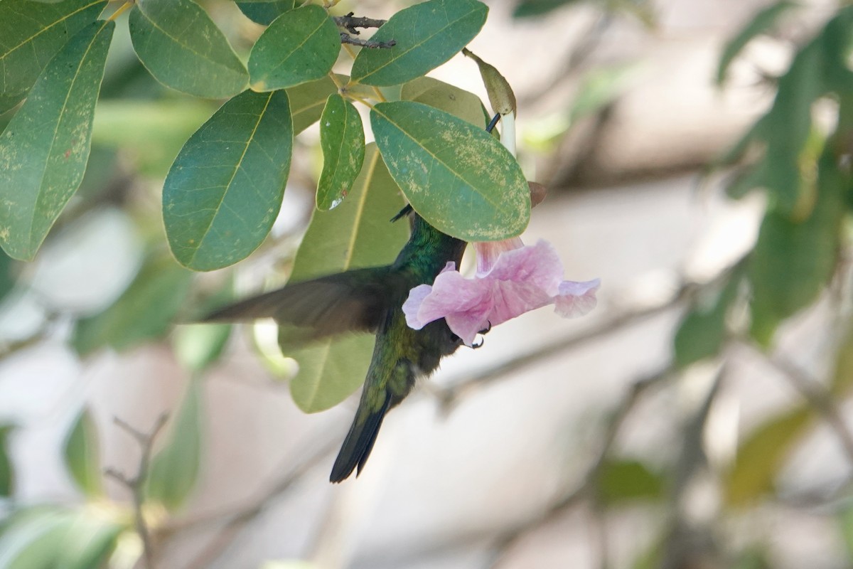 Antillean Crested Hummingbird - ML612719812