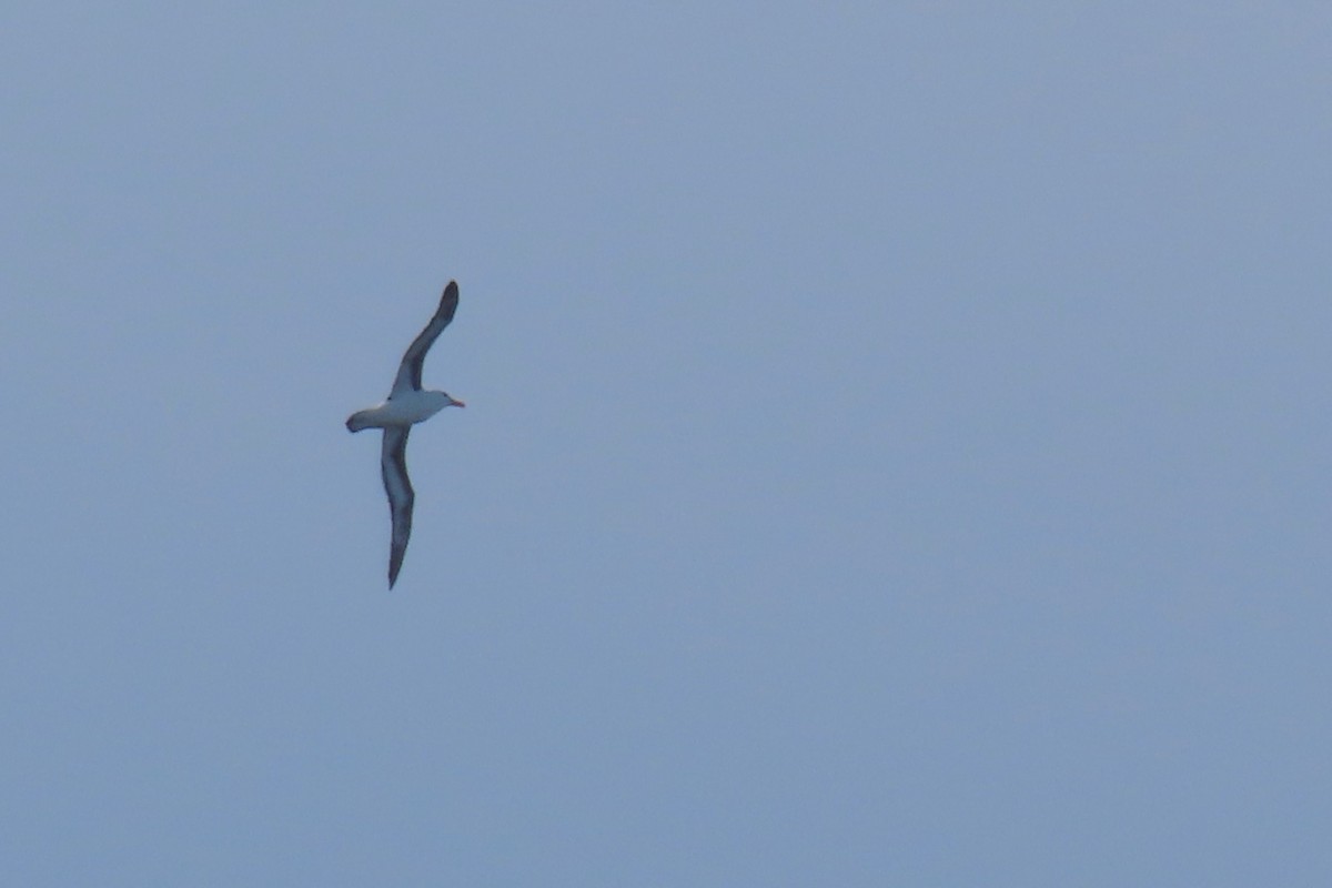 albatros černobrvý - ML612720069