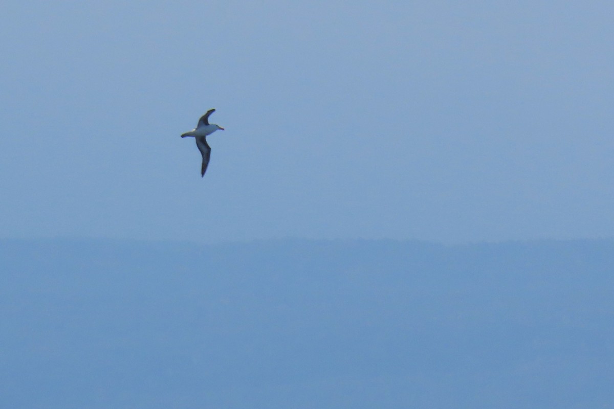 Чернобровый альбатрос - ML612720070