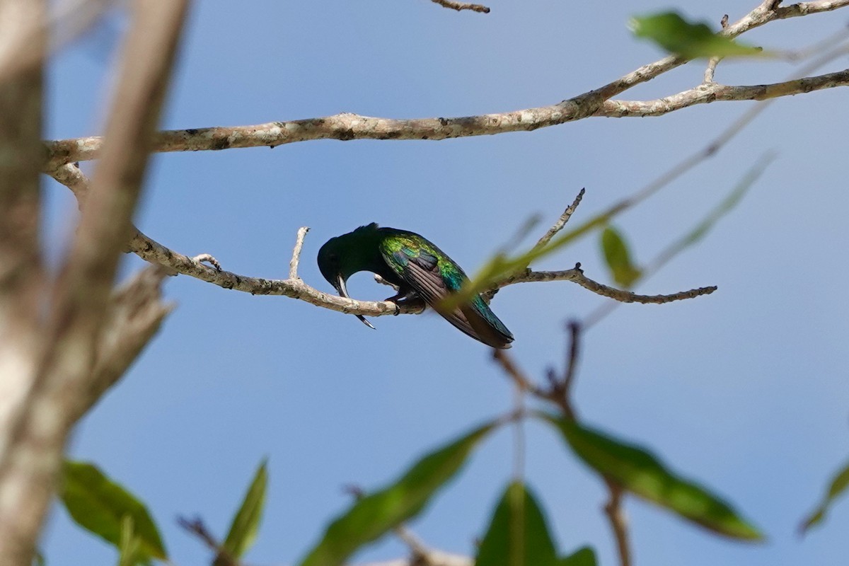 Зеленогрудый колибри - ML612720179