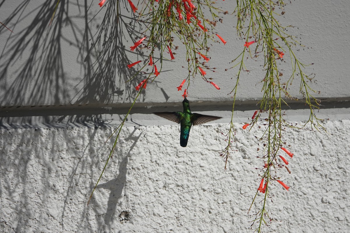 Зеленогрудый колибри - ML612720221