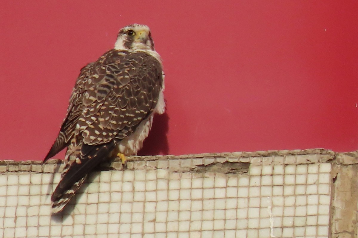 Peregrine Falcon (South American) - ML612720240