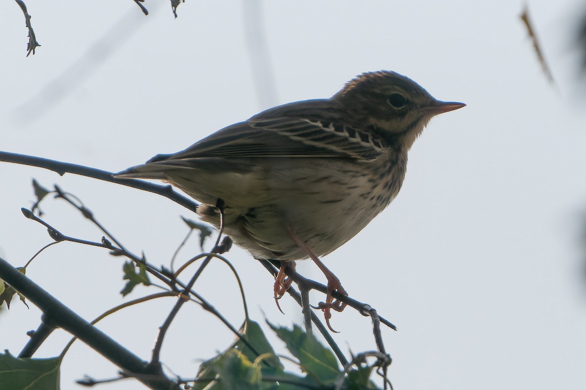 Meadow Pipit - ML612720250