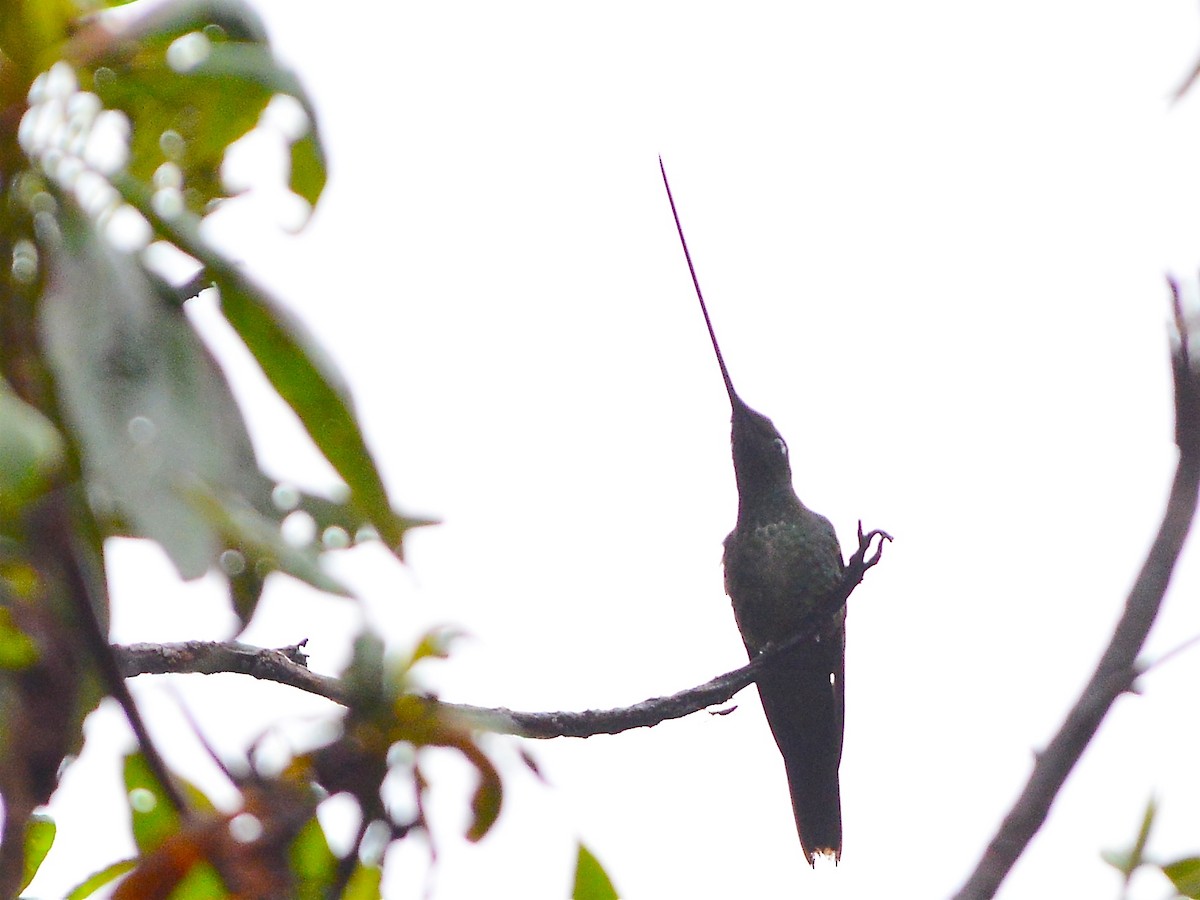 Sword-billed Hummingbird - ML612720487