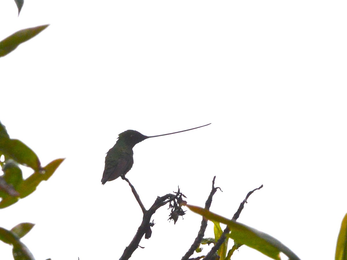 Sword-billed Hummingbird - ML612720489