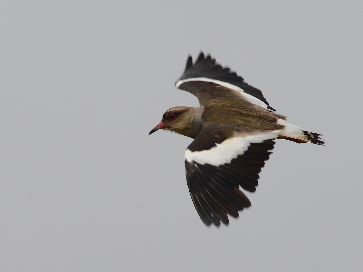 Andean Lapwing - ML612720549
