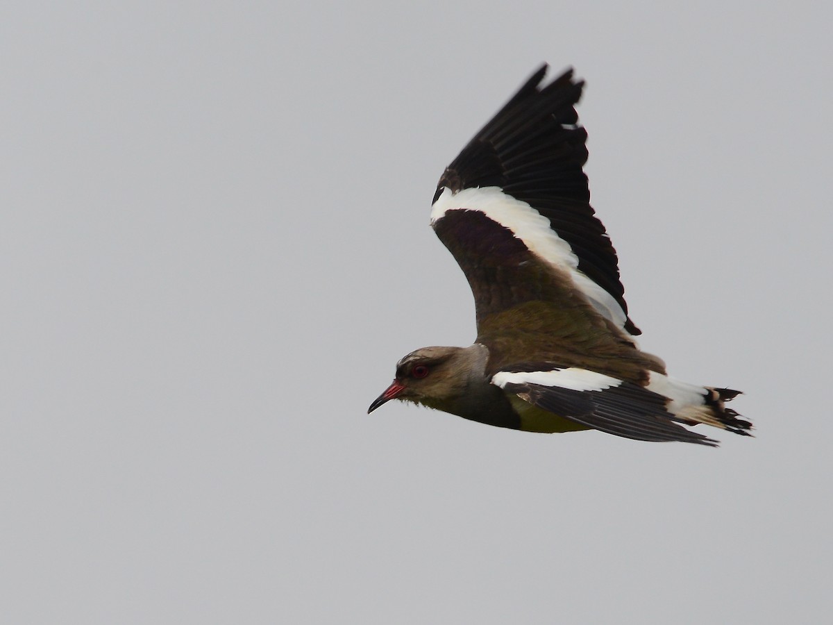 Andean Lapwing - ML612720550