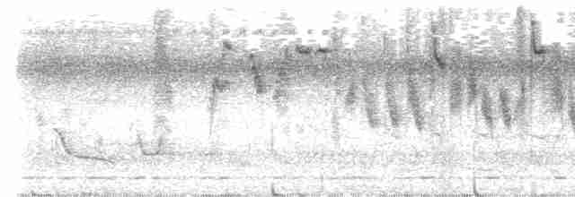 Kuzeyli Çift Kuşaklı Nektarkuşu (preussi) - ML612720973