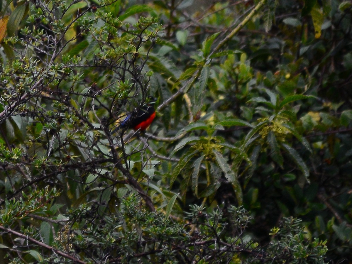 Scarlet-bellied Mountain Tanager - ML612721013