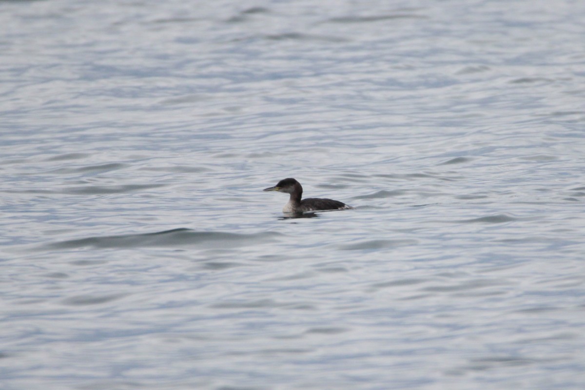 Red-necked Grebe - ML612721045
