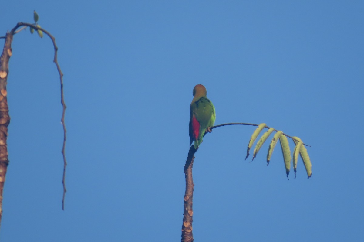 Sri Lanka Hanging-Parrot - ML612721256