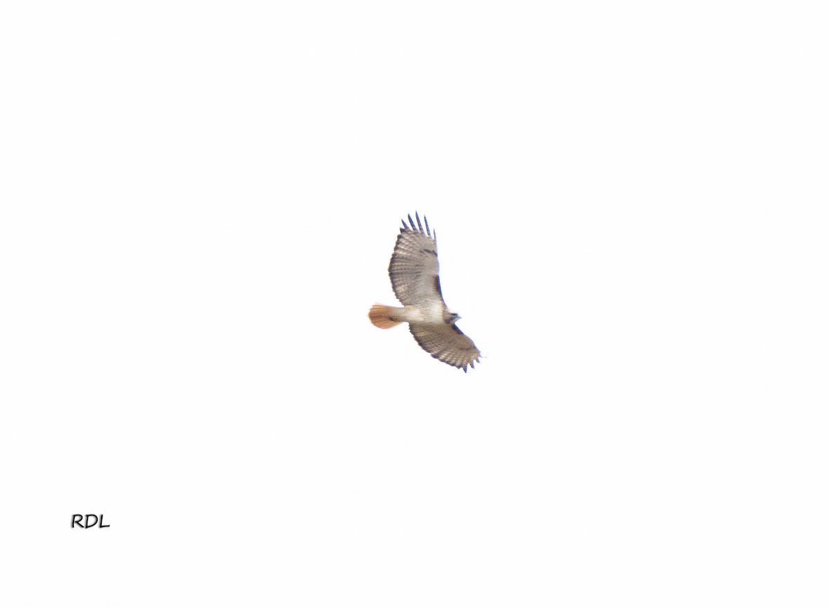 Red-tailed Hawk - ML612721310