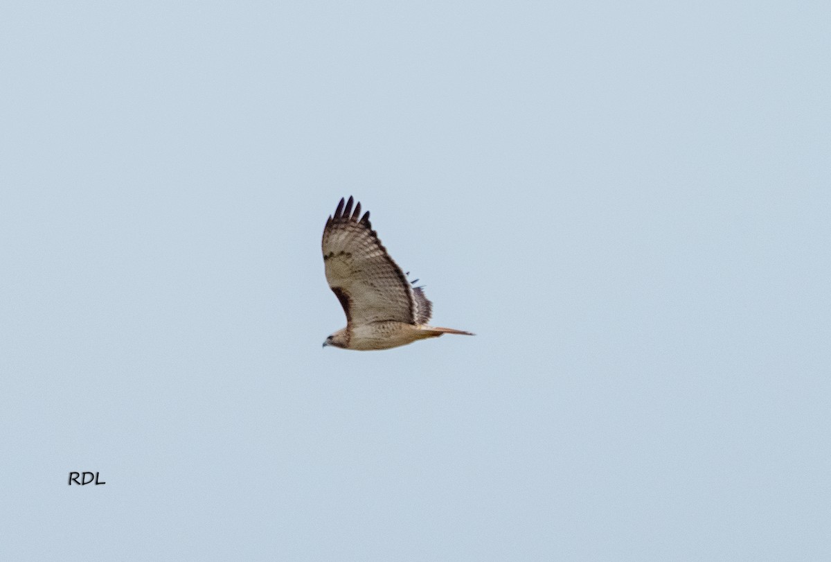 Red-tailed Hawk - ML612721311