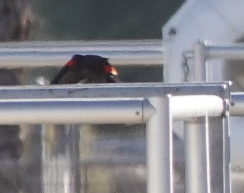 Red-winged Blackbird - ML612721358