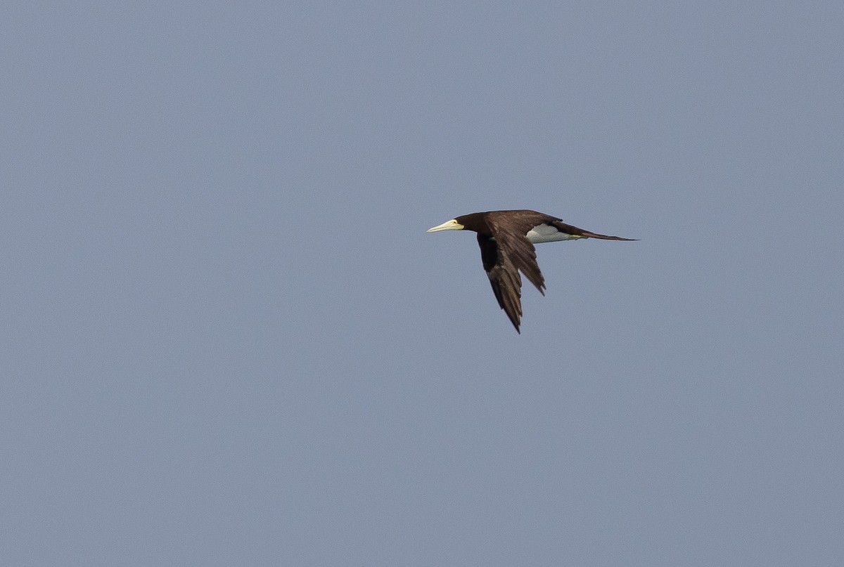 Brown Booby - ML612721406