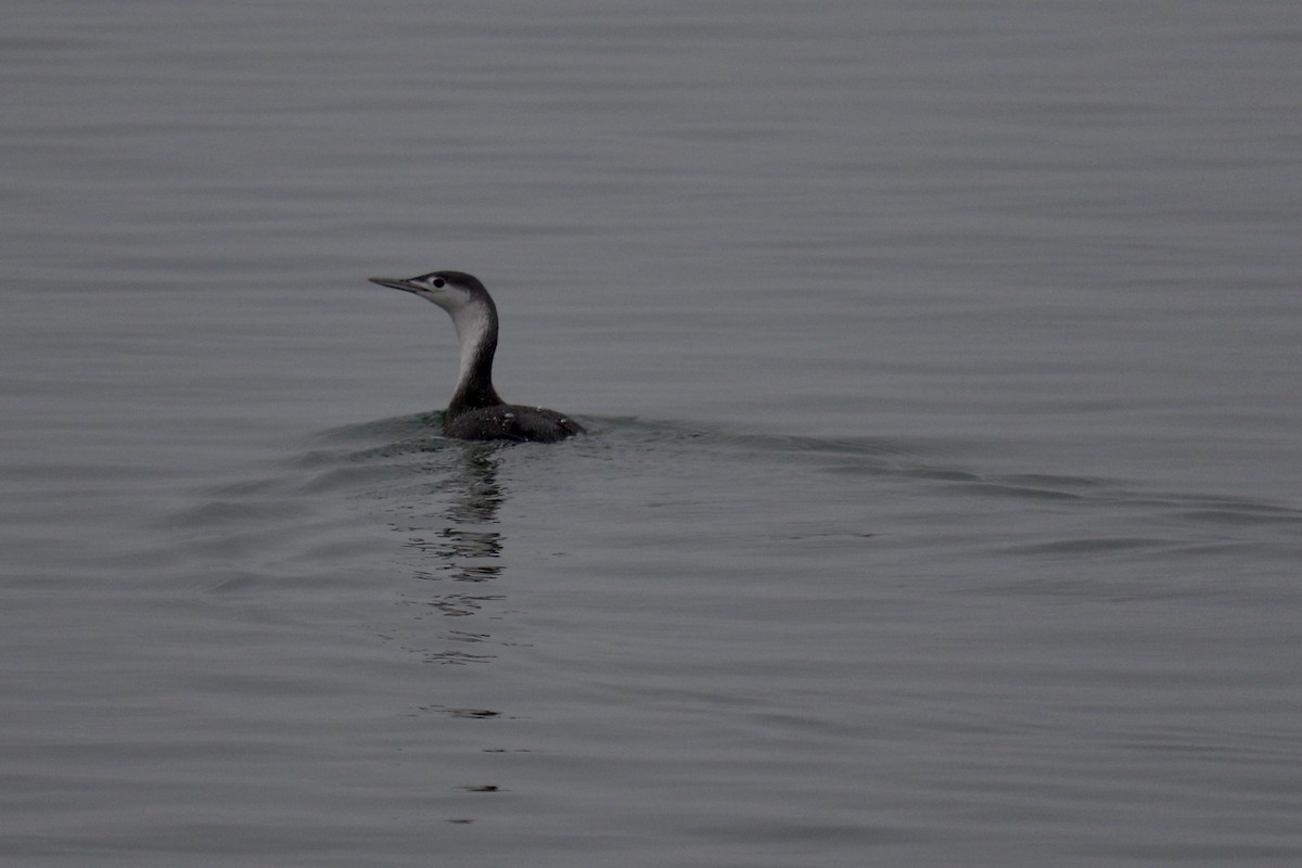 Red-throated Loon - ML612721451
