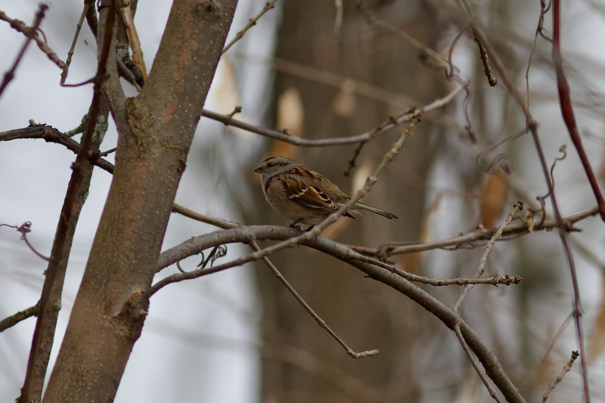 American Tree Sparrow - ML612721541