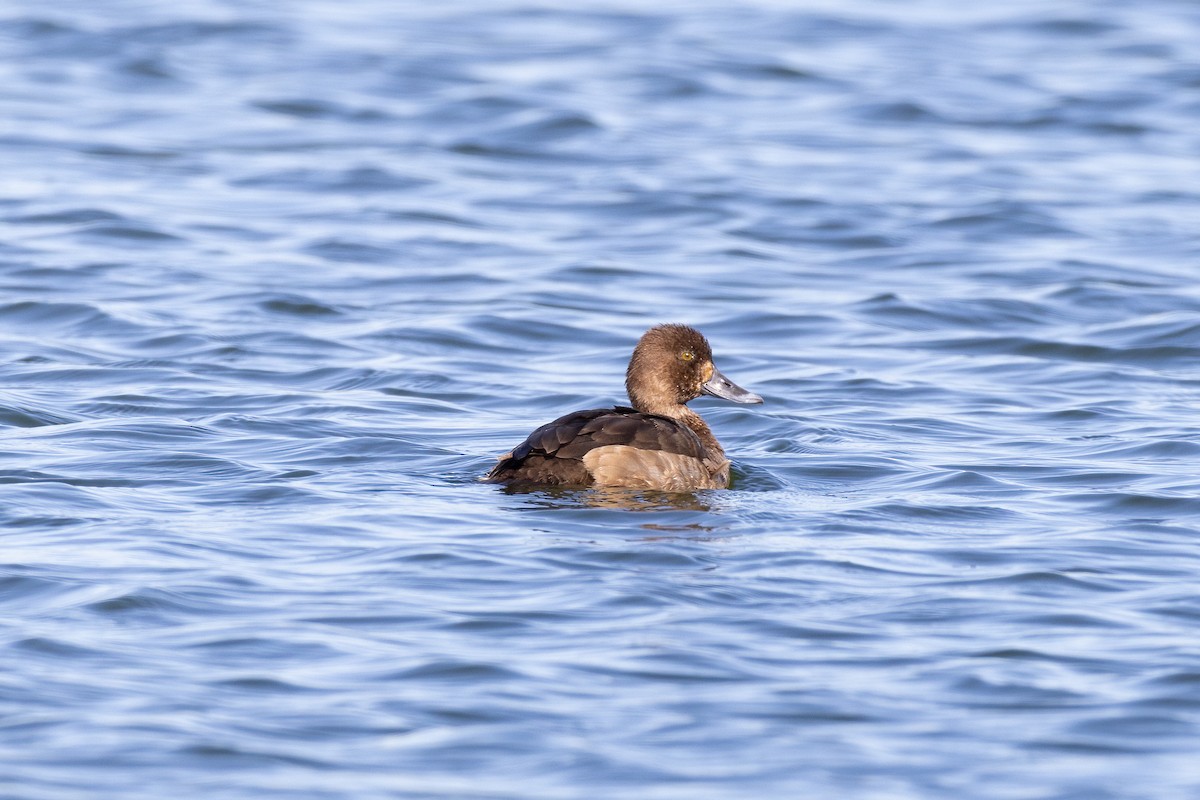 Greater Scaup - ML612721571