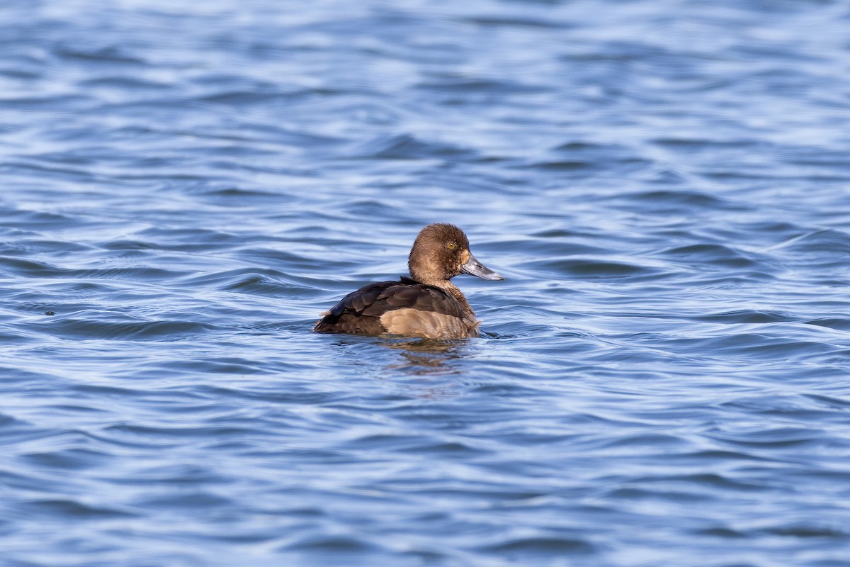 Greater Scaup - ML612721572