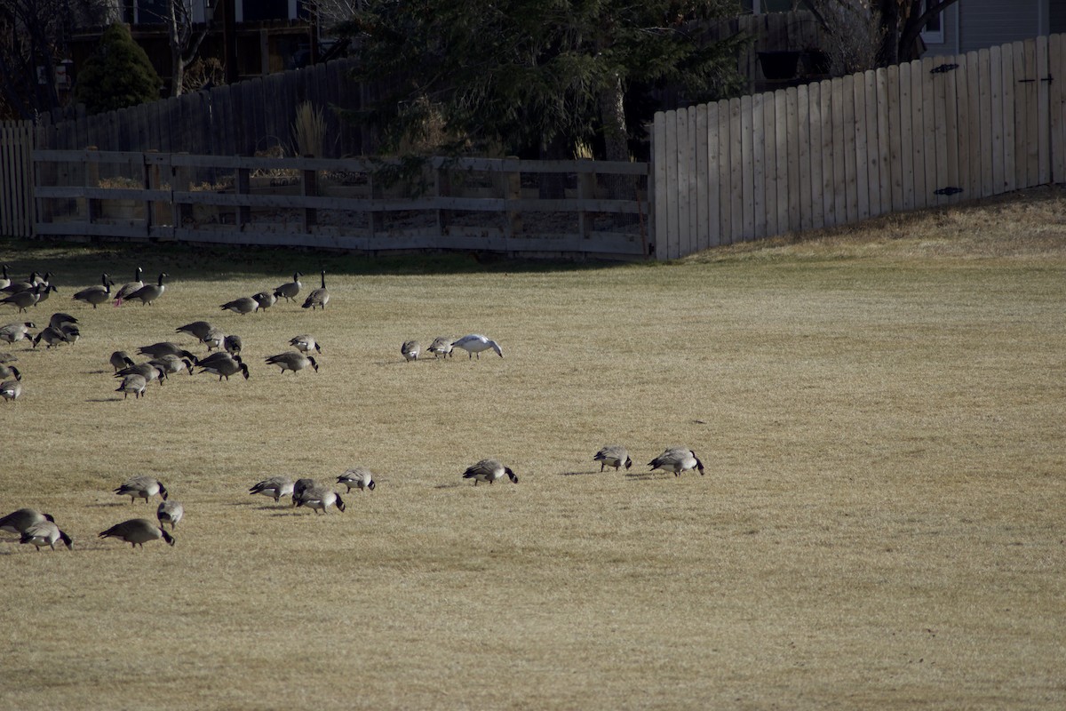 eBird Checklist 27 Dec 2023 Brunner Reservoir & Broomfield Community Park 10 species