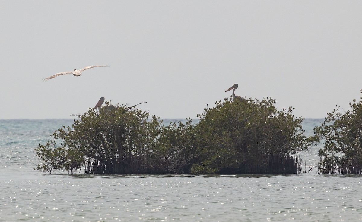 Pink-backed Pelican - ML612722517