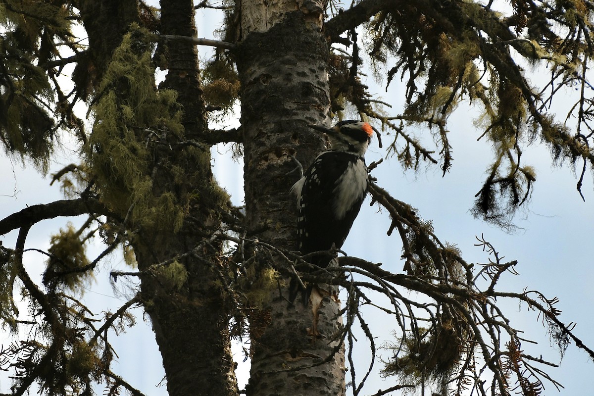 Hairy Woodpecker (Rocky Mts.) - ML612723308