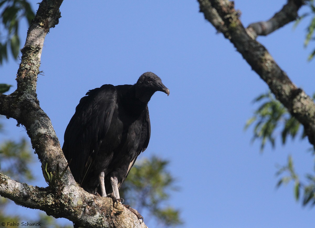 Black Vulture - Fabio Schunck