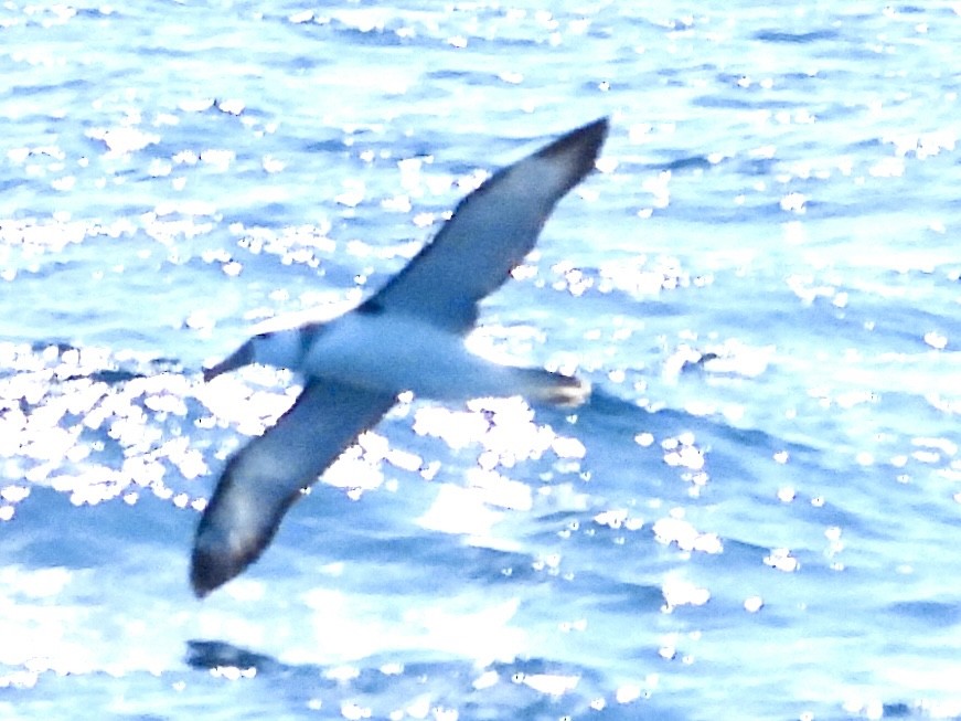White-capped Albatross (cauta) - ML612723621