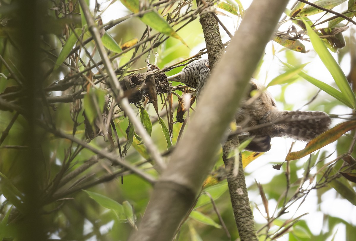 Speckle-breasted Wren (Colombian) - ML612723623