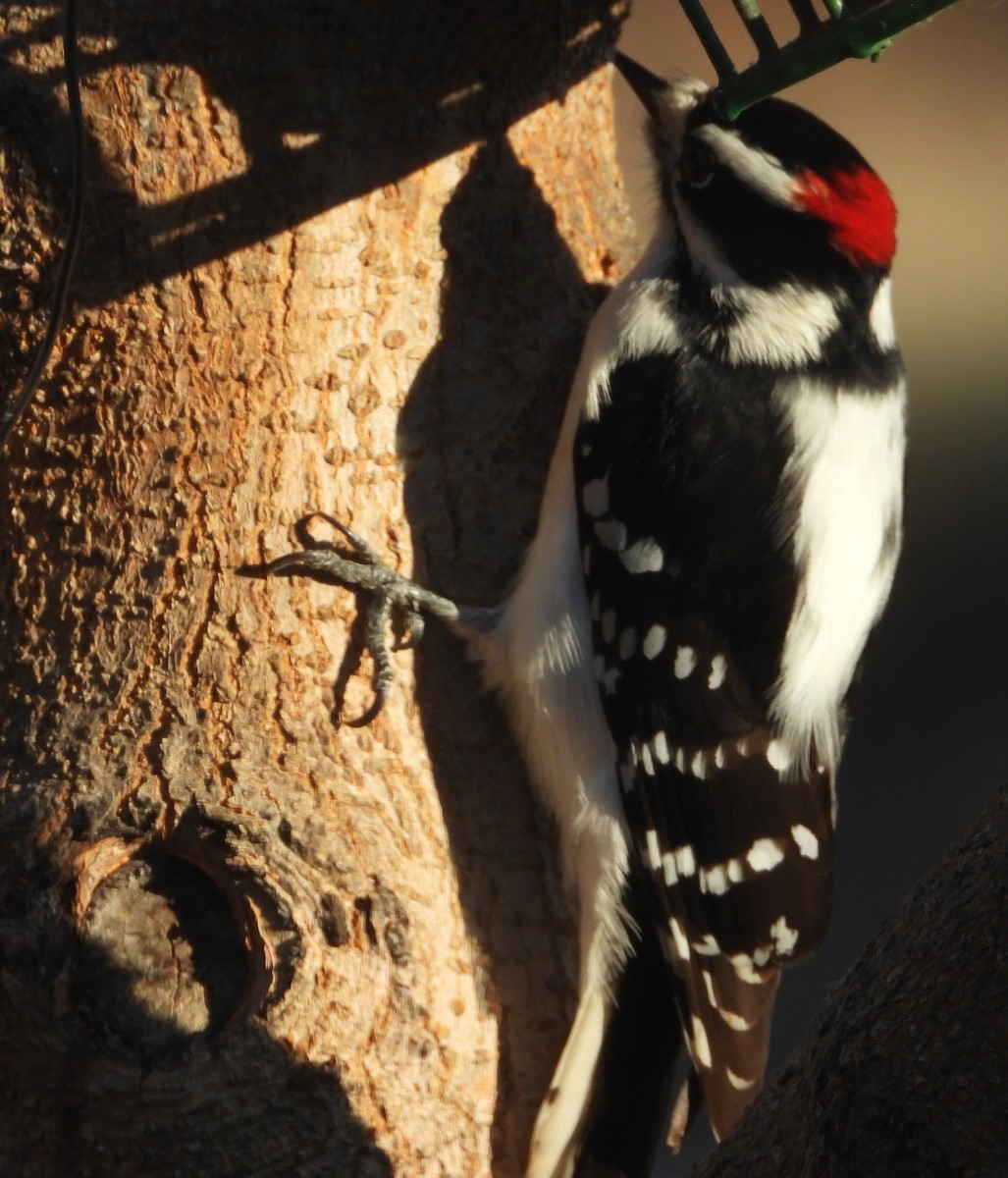 Downy Woodpecker (Rocky Mts.) - ML612723700