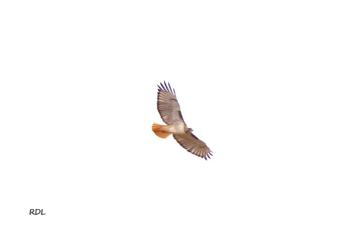 Red-tailed Hawk - ML612723918