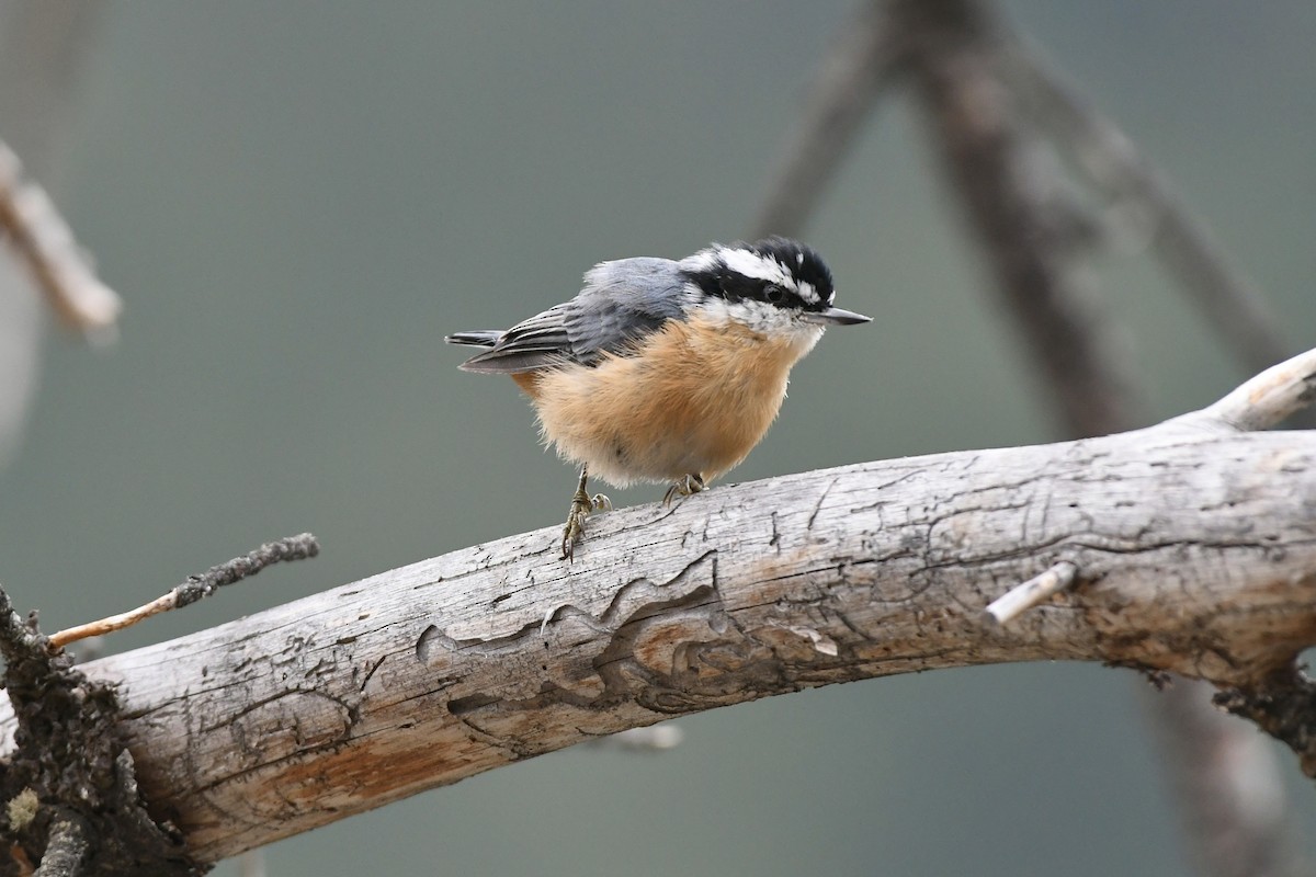 Red-breasted Nuthatch - ML612724054