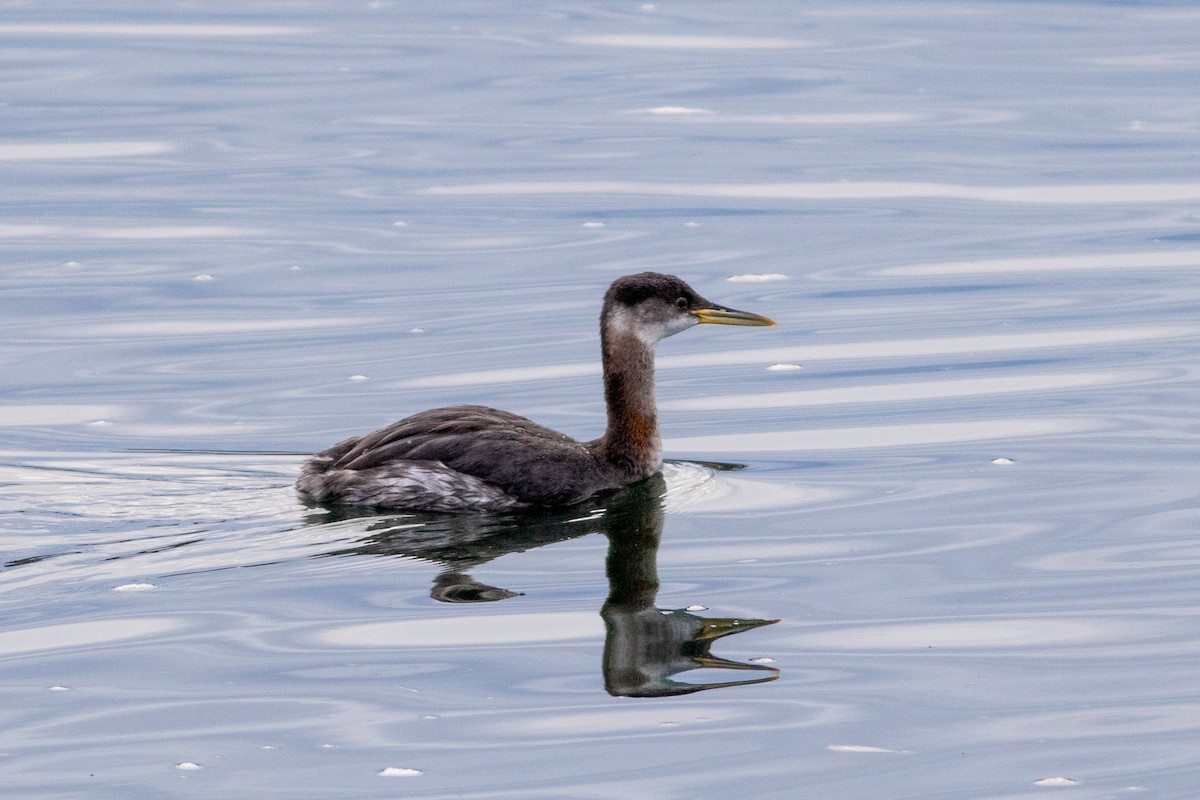 Red-necked Grebe - ML612724539