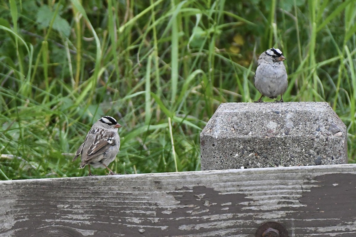 White-crowned Sparrow (oriantha) - ML612724867