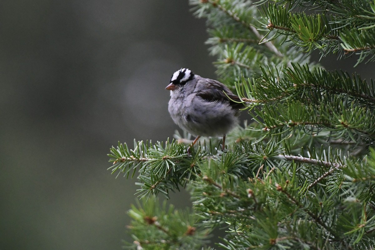 White-crowned Sparrow (oriantha) - ML612724869