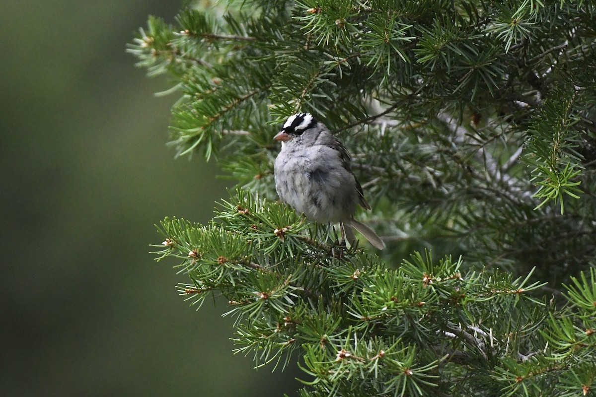 White-crowned Sparrow (oriantha) - ML612724870