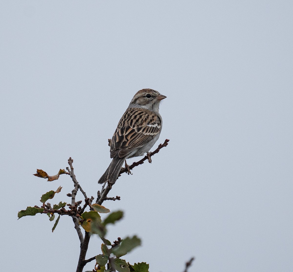 Chipping Sparrow - ML612724993