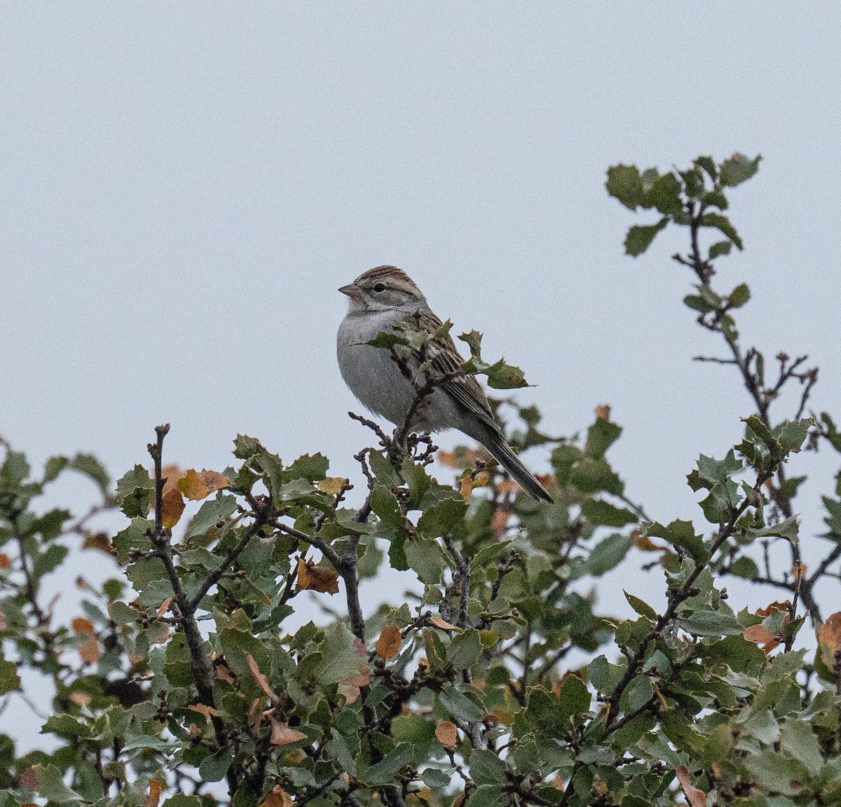 Chipping Sparrow - ML612724995