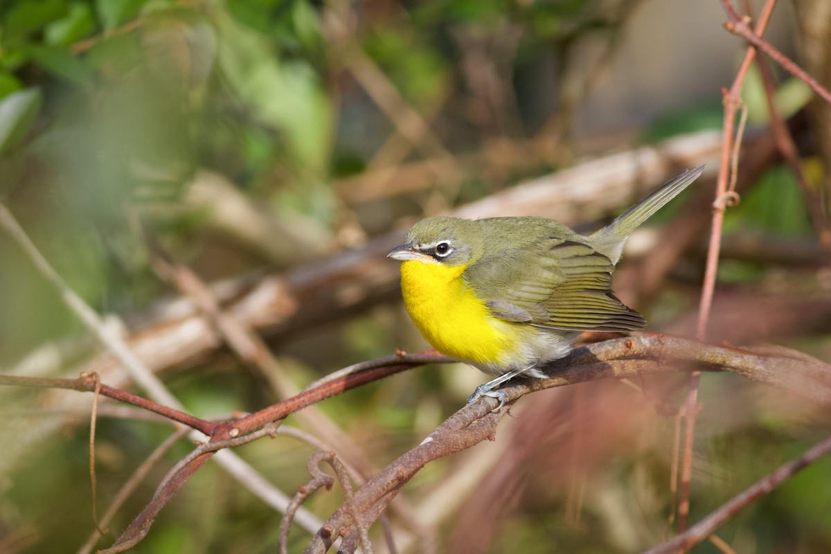 Yellow-breasted Chat - ML612725031