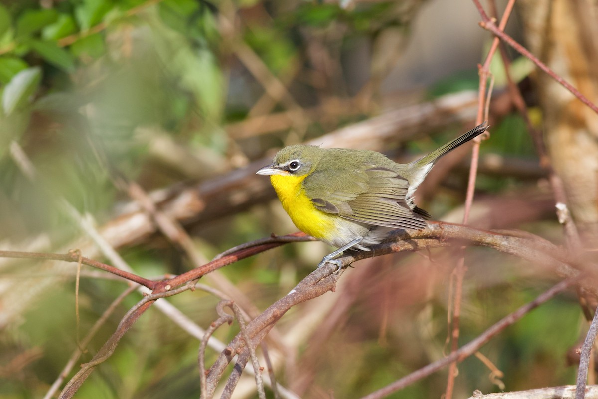 Yellow-breasted Chat - ML612725032