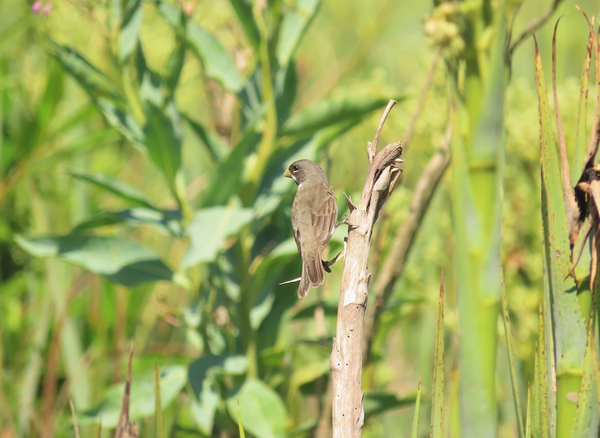 Double-collared Seedeater - ML612725060