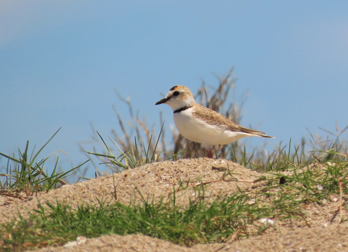 Collared Plover - ML612725154