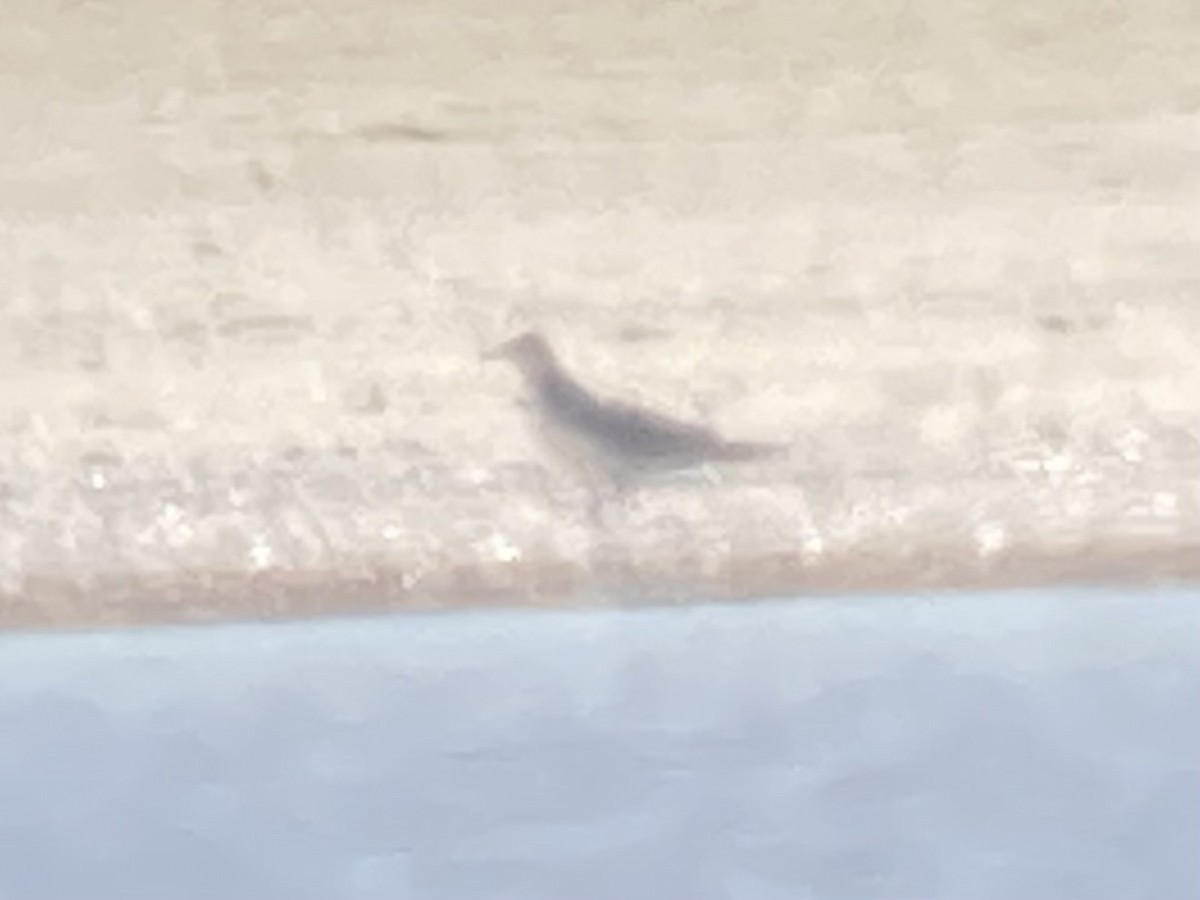 Вилохвостая чайка - ML612725158