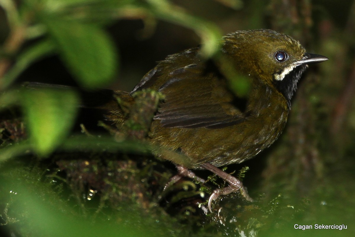 Papuan Whipbird - Çağan Hakkı Şekercioğlu