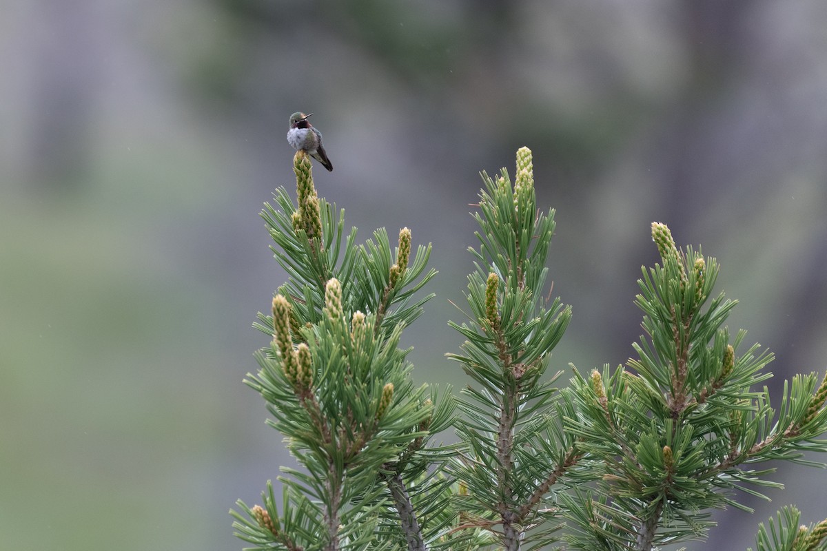 Broad-tailed Hummingbird - ML612725397