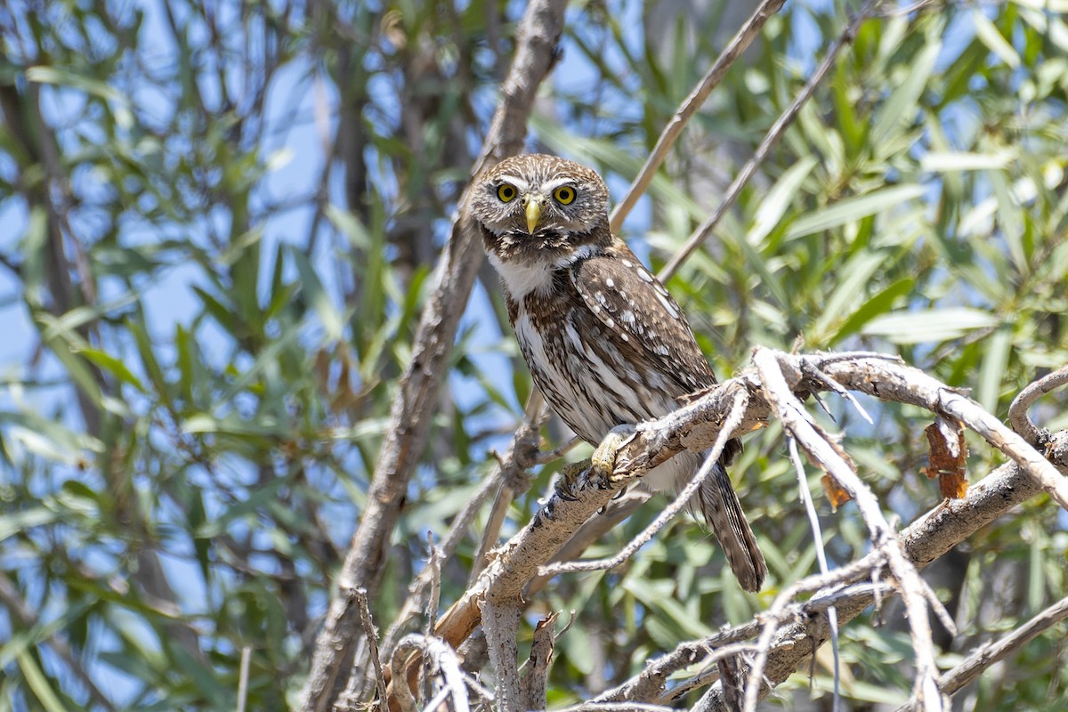 Austral Pygmy-Owl - ML612725865